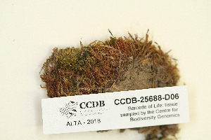  ( - CCDB-25688-D06)  @11 [ ] CreativeCommons - Attribution Non-Commercial Share-Alike (2018) Masha L. Kuzmina Canadian Centre for DNA Barcoding
