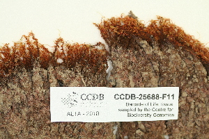  ( - CCDB-25688-F11)  @11 [ ] CreativeCommons - Attribution Non-Commercial Share-Alike (2018) Masha L. Kuzmina Canadian Centre for DNA Barcoding
