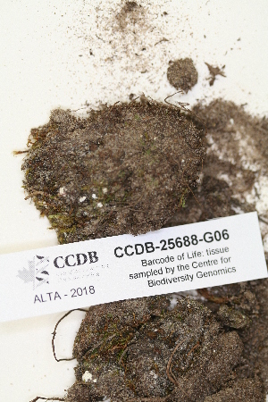  ( - CCDB-25688-G06)  @11 [ ] CreativeCommons - Attribution Non-Commercial Share-Alike (2018) Masha L. Kuzmina Canadian Centre for DNA Barcoding