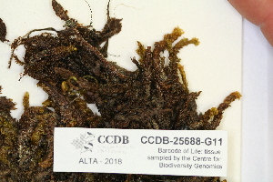  ( - CCDB-25688-G11)  @11 [ ] CreativeCommons - Attribution Non-Commercial Share-Alike (2018) Masha L. Kuzmina Canadian Centre for DNA Barcoding