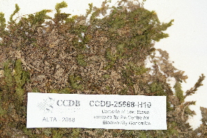  (Arrhenopterum heterostichum - CCDB-25688-H10)  @11 [ ] CreativeCommons - Attribution Non-Commercial Share-Alike (2018) Masha L. Kuzmina Canadian Centre for DNA Barcoding