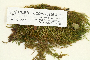  ( - CCDB-25695-A04)  @11 [ ] CreativeCommons - Attribution Non-Commercial Share-Alike (2018) Masha L. Kuzmina Canadian Centre for DNA Barcoding