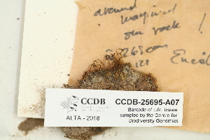  ( - CCDB-25695-A07)  @11 [ ] CreativeCommons - Attribution Non-Commercial Share-Alike (2018) Masha L. Kuzmina Canadian Centre for DNA Barcoding