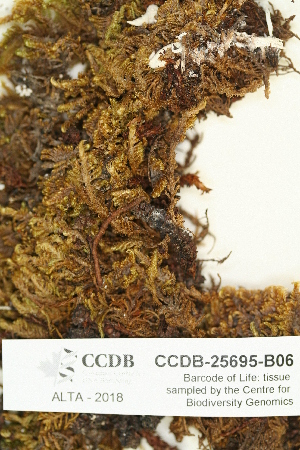  ( - CCDB-25695-B06)  @11 [ ] CreativeCommons - Attribution Non-Commercial Share-Alike (2018) Masha L. Kuzmina Canadian Centre for DNA Barcoding
