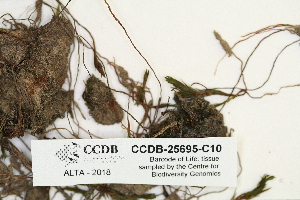  ( - CCDB-25695-C10)  @11 [ ] CreativeCommons - Attribution Non-Commercial Share-Alike (2018) Masha L. Kuzmina Canadian Centre for DNA Barcoding
