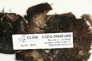  ( - CCDB-25695-D08)  @11 [ ] CreativeCommons - Attribution Non-Commercial Share-Alike (2018) Masha L. Kuzmina Canadian Centre for DNA Barcoding