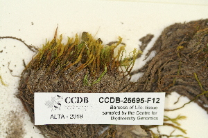  ( - CCDB-25695-F12)  @11 [ ] CreativeCommons - Attribution Non-Commercial Share-Alike (2018) Masha L. Kuzmina Canadian Centre for DNA Barcoding