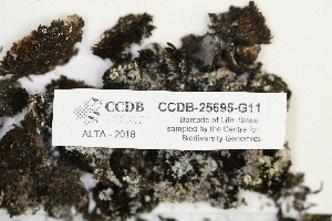  ( - CCDB-25695-G11)  @11 [ ] CreativeCommons - Attribution Non-Commercial Share-Alike (2018) Masha L. Kuzmina Canadian Centre for DNA Barcoding