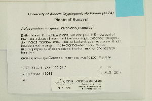  ( - CCDB-25695-H08)  @11 [ ] CreativeCommons - Attribution Non-Commercial Share-Alike (2018) Masha L. Kuzmina Canadian Centre for DNA Barcoding