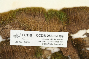  ( - CCDB-25695-H09)  @11 [ ] CreativeCommons - Attribution Non-Commercial Share-Alike (2018) Masha L. Kuzmina Canadian Centre for DNA Barcoding