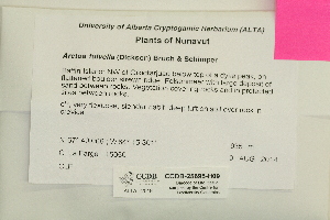  ( - CCDB-25695-H09)  @11 [ ] CreativeCommons - Attribution Non-Commercial Share-Alike (2018) Masha L. Kuzmina Canadian Centre for DNA Barcoding