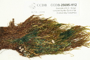  ( - CCDB-25695-H12)  @11 [ ] CreativeCommons - Attribution Non-Commercial Share-Alike (2018) Masha L. Kuzmina Canadian Centre for DNA Barcoding