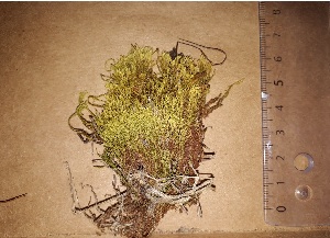  (Philonotis polymorpha - JimenezIBOL5)  @11 [ ] Copyright (2019) IBONE IBONE