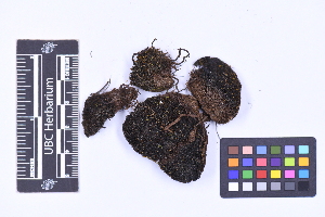  ( - CCDB-21223 H04)  @11 [ ] CC BY-NC-ND (2025) Connor Wardrop Beaty Biodiversity Museum, University of British Columbia