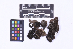  ( - CCDB-21223 H01)  @11 [ ] CC BY-NC-ND (2025) Connor Wardrop Beaty Biodiversity Museum, University of British Columbia