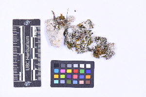  ( - CCDB-21223 H10)  @11 [ ] CC BY-NC-ND (2025) Connor Wardrop Beaty Biodiversity Museum, University of British Columbia