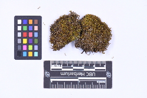  ( - CCDB-21223 F09)  @11 [ ] CC BY-NC-ND (2025) Connor Wardrop Beaty Biodiversity Museum, University of British Columbia