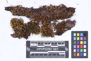  (Odontoschisma denudata - CCDB-21224 G04)  @11 [ ] CC BY-NC-ND (2025) Connor Wardrop Beaty Biodiversity Museum, University of British Columbia