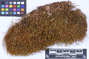  ( - CCDB-21223 G04)  @11 [ ] CC BY-NC-ND (2025) Connor Wardrop Beaty Biodiversity Museum, University of British Columbia