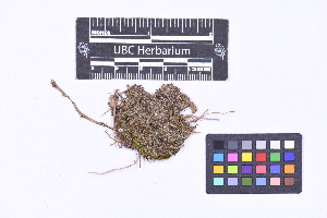  ( - CCDB-44092 E07)  @11 [ ] CC BY-NC-ND (2025) Connor Wardrop Beaty Biodiversity Museum, University of British Columbia