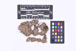  ( - CCDB-44092 D09)  @11 [ ] CC BY-NC-ND (2025) Connor Wardrop Beaty Biodiversity Museum, University of British Columbia