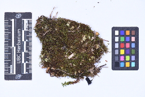  ( - CCDB-44092 F10)  @11 [ ] CC BY-NC-ND (2025) Connor Wardrop Beaty Biodiversity Museum, University of British Columbia