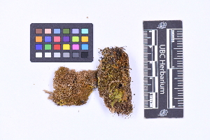  ( - CCDB-44092 F08)  @11 [ ] CC BY-NC-ND (2025) Connor Wardrop Beaty Biodiversity Museum, University of British Columbia