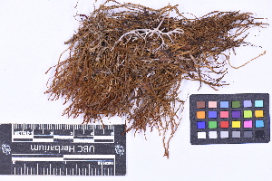  (Herbertus cf. sakuraii - CCDB-21223 C09)  @11 [ ] CC BY-NC-ND (2025) Connor Wardrop Beaty Biodiversity Museum, University of British Columbia