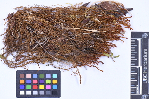  ( - CCDB-21223 C04)  @11 [ ] CC BY-NC-ND (2025) Connor Wardrop Beaty Biodiversity Museum, University of British Columbia