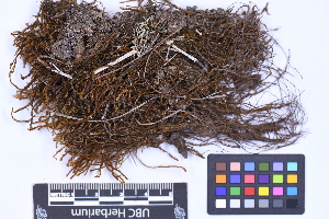  ( - CCDB-21223 D09)  @11 [ ] CC BY-NC-ND (2025) Connor Wardrop Beaty Biodiversity Museum, University of British Columbia