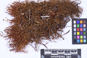  ( - CCDB-21223 D04)  @11 [ ] CC BY-NC-ND (2025) Connor Wardrop Beaty Biodiversity Museum, University of British Columbia