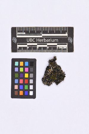  ( - CCDB-44092 H12)  @11 [ ] CC BY-NC-ND (2025) Connor Wardrop Beaty Biodiversity Museum, University of British Columbia
