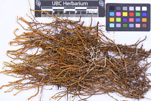  (Herbertus cf. himalayanas - CCDB-21223 A09)  @11 [ ] CC BY-NC-ND (2025) Connor Wardrop Beaty Biodiversity Museum, University of British Columbia