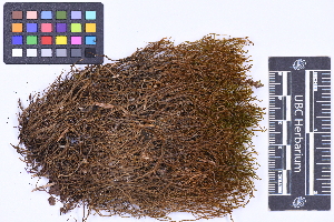  (Herbertus aduncus - CCDB-21223 A04)  @11 [ ] CC BY-NC-ND (2025) Connor Wardrop Beaty Biodiversity Museum, University of British Columbia