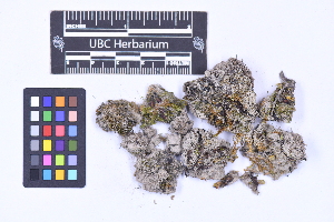  ( - CCDB-21224 G05)  @11 [ ] CC BY-NC-ND (2025) Connor Wardrop Beaty Biodiversity Museum, University of British Columbia