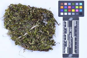  ( - CCDB-21223 C03)  @11 [ ] CC BY-NC-ND (2025) Connor Wardrop Beaty Biodiversity Museum, University of British Columbia