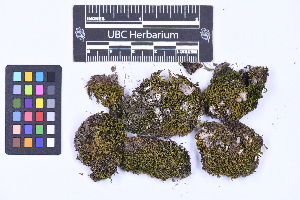  ( - CCDB-44092 E05)  @11 [ ] CC BY-NC-ND (2025) Connor Wardrop Beaty Biodiversity Museum, University of British Columbia