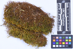  ( - CCDB-44092 F03)  @11 [ ] CC BY-NC-ND (2025) Connor Wardrop Beaty Biodiversity Museum, University of British Columbia