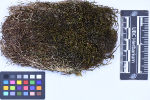  (Herbertaceae - CCDB-21223 F05)  @11 [ ] CC BY-NC-ND (2025) Connor Wardrop Beaty Biodiversity Museum, University of British Columbia