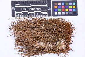  (Herbertus cf. hawaiiensis - CCDB-21223 B04)  @11 [ ] CC BY-NC-ND (2025) Connor Wardrop Beaty Biodiversity Museum, University of British Columbia