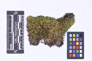  (Gymnomitrion obtusifolium - CCDB-44092 C11)  @11 [ ] CC BY-NC-ND (2025) Connor Wardrop Beaty Biodiversity Museum, University of British Columbia