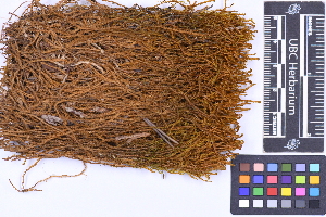  ( - CCDB-21223 B09)  @11 [ ] CC BY-NC-ND (2025) Connor Wardrop Beaty Biodiversity Museum, University of British Columbia