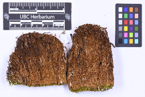  (Shenolobus minutus - CCDB-21224 G03)  @11 [ ] CC BY-NC-ND (2025) Connor Wardrop Beaty Biodiversity Museum, University of British Columbia