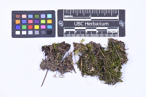  ( - CCDB-44092 C08)  @11 [ ] CC BY-NC-ND (2025) Connor Wardrop Beaty Biodiversity Museum, University of British Columbia