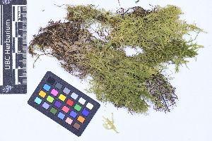  (Metzgeria pubscens - CCDB-44092 E04)  @11 [ ] CC BY-NC-ND (2025) Connor Wardrop Beaty Biodiversity Museum, University of British Columbia