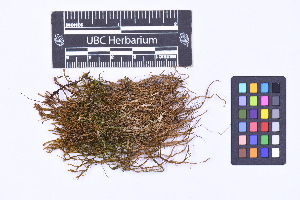  ( - CCDB-21223 G05)  @11 [ ] CC BY-NC-ND (2025) Connor Wardrop Beaty Biodiversity Museum, University of British Columbia