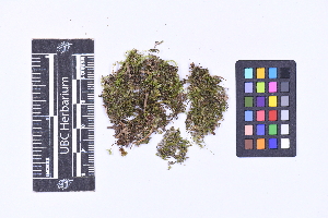  ( - CCDB-21223 E01)  @11 [ ] CC BY-NC-ND (2025) Connor Wardrop Beaty Biodiversity Museum, University of British Columbia