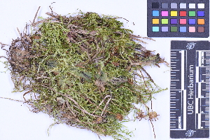  (Marchantia polymorpha subsp. polymorpha - CCDB-44092 C12)  @11 [ ] CC BY-NC-ND (2025) Connor Wardrop Beaty Biodiversity Museum, University of British Columbia