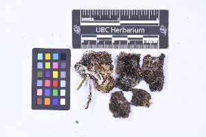  ( - CCDB-21223 H11)  @11 [ ] CC BY-NC-ND (2025) Connor Wardrop Beaty Biodiversity Museum, University of British Columbia