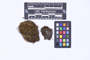  ( - CCDB-21223 D11)  @11 [ ] CC BY-NC-ND (2025) Connor Wardrop Beaty Biodiversity Museum, University of British Columbia